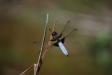 Dragonfly on a twig