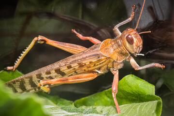 Captive desert locust on a plant under glass