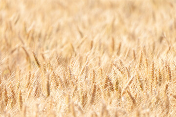 It's harvesting time! This barley is ripe and ready to be harvested. Glowing golden with the sun illuminating the ears.
