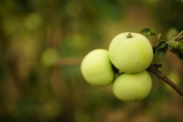 Three ripe green apples closeup on a branch in the garden.