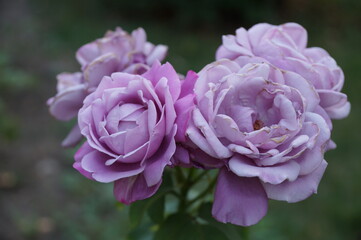 pink and white rose