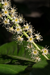 Close up of beautiful white yellow flower of the evergreen Prunus laurocerasus also known as cherry laurel, common laurel and English laurel