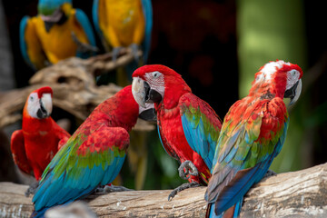 Closeup group of green winged macaw perched on a branch
