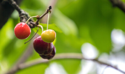 Obraz premium Freshly Grown Cherries