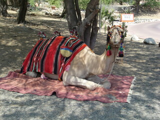 Camel on the beach