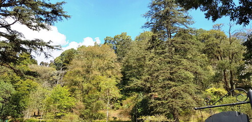 White clouds and blue sky with forest tree