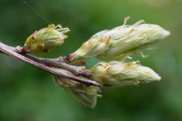 Macro-photo of wisteria flower buds in spring. Green blurred background