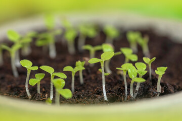 Closeup Seedlings of green oak salad