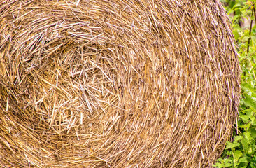 Large Agriculture Hay Bail
