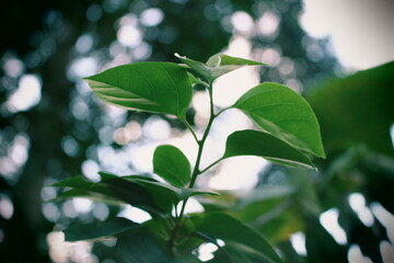 green leaves on a tree