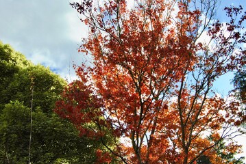 The bright orange, yellow and red trees in the Australian bus in the Blue Mountains, Australia