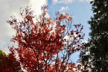The bright orange, yellow and red trees in the Australian bus in the Blue Mountains, Australia