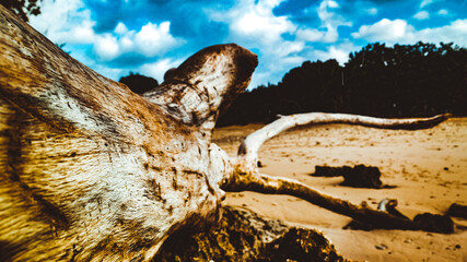 Photo of  tree trunks on the beach
