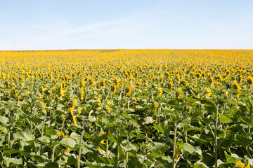Champ de tournesol ensoleillé dans la région du Loiret en France