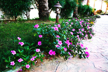 city flowers on the road