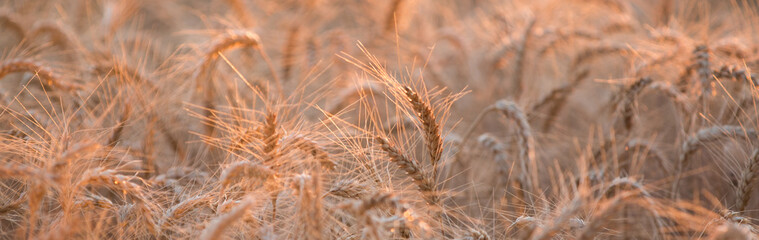 épi de blé au couché du soleil dans le Loiret en France 