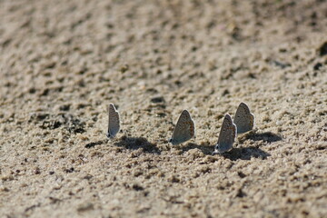 butterflies on the sandy shore