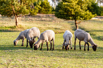Obraz na płótnie Canvas A herd of young trimmed sheep lambs graze in the meadow on a sunny evening. Against the background of grass and trees. Horizontal orientation. 