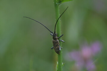beetle barbel on a green leaf