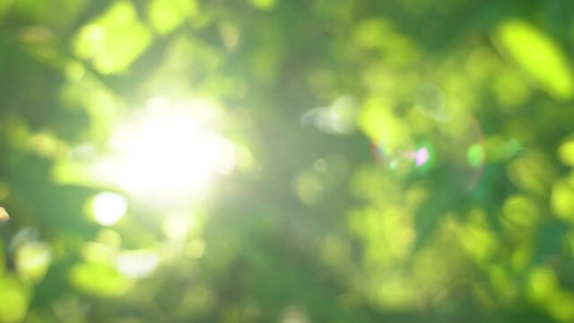 Beautiful abstract summer natural 4k video background of sunset soft sun light and blurry green and yellow fresh foliage of trees.