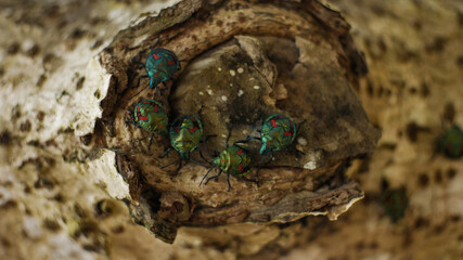 Photo of  insect tree