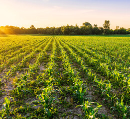 Scenic view at beautiful green corn field with green grass, deep blue sky , golden sun rays , summer landscape