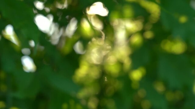 Golden sun flares bursting concept abstract blurred background. Nature video 4k bokeh with sun light through green fresh leaves of spring or summer trees growing in forest outdoors.