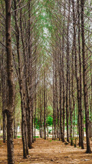 Photo of Pine forests
