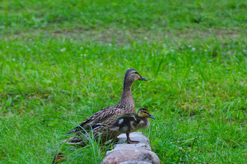 duckling with his mother duck on the stone among green grass