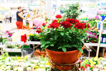 Red roses in a pot. Flower trade in the store.