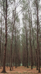 Photo of Pine forests