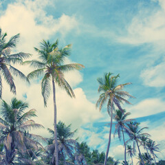 Fototapeta na wymiar Palm trees at tropical beach with blue sky .Travel background.