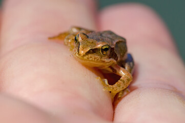 Obraz premium slippery frog in a pond in nature