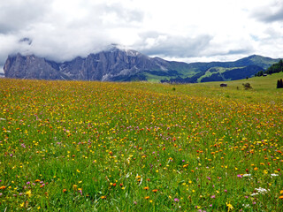 Ortisei, panorama of the Alpe di Susi valley, a sky full of white clouds contrasts the scene enriched by the green of the trees and pastures full of yellow flowers