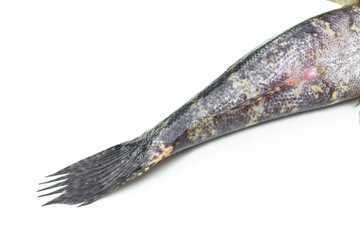 Fish goby isolated on white background.