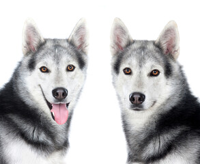 Tlwo equal husky siberian dogs