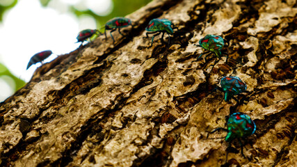 Photo of  insect tree
