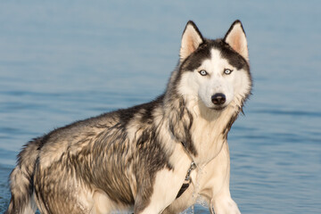 Siberian husky dog bathes in the sea. Portrait of a beautiful young dog.