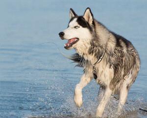 Portrait of a husky dog that runs on water. Walk with the dog. Soft morning light. Copy space.