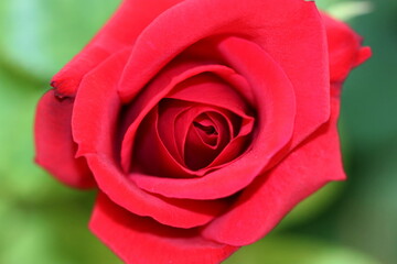 red rose macro photos