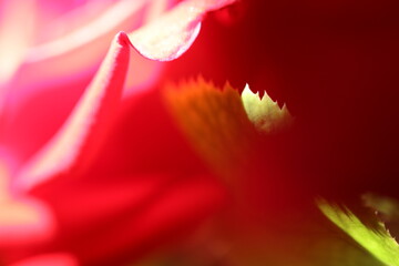 Fototapeta na wymiar red rose macro photos