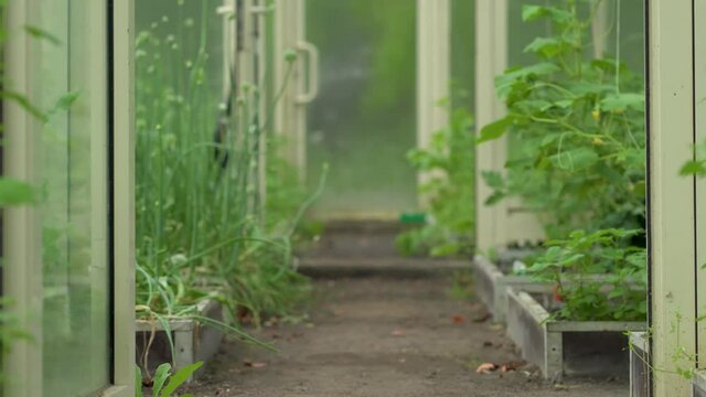 Agriculture in the greenhouse. Modern warmhouse for vegetables. Walking inside a green house plantation.