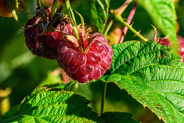 Ordinary raspberry berry close up
