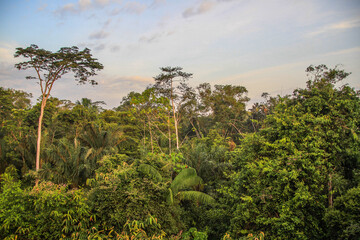 Landscape with rain forest during sunset at Cuyabeno Wildlife Reserve, Ecuador
