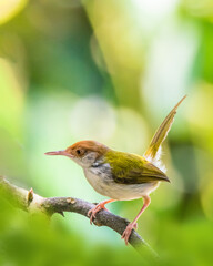 Tailorbird