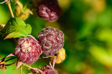 Ordinary raspberry berry close up