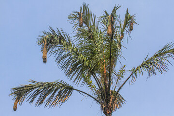 Obraz na płótnie Canvas Nests of weaverbirds at Cuyabeno Wildlife Reserve, Amazonia, Ecuador