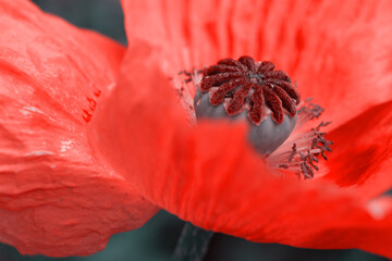 Close Up shot of a large red poppy isolated on green.