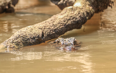 Close-up of head of a caiman in the water Caiman at Cuyabeno Wildlife Reserve, Amazonia, Ecuador