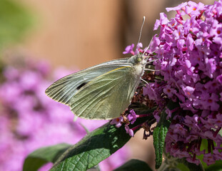 Large White Butterfly Collecting Pollen from Buddleia